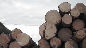 Felled trees. Clip. Smooth, rounded ends of the logs lying on top of each other video