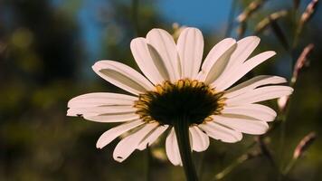 Bright white chamomile. Creative.A pure young chamomile on which the sun shines very well behind which the wind blows the grass. video