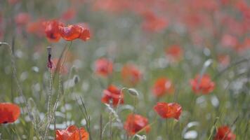 groot veld- met rood klaprozen en groen gras Bij zonsondergang Aan een zomer zonnig dag. actie. mooi veld- met scharlaken klaprozen bloemen. video