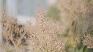 Close up of dry grass under the shining hot sun. Action. Natural background with the field and a meadow with withered grass. video