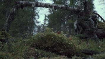 View of the forest. Clip. The gloomy atmosphere of the Russian forest in the autumn season video