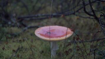 en stor röd skog svamp. klämma. i de mörk skog där är en stor svamp med grenar och gräs video