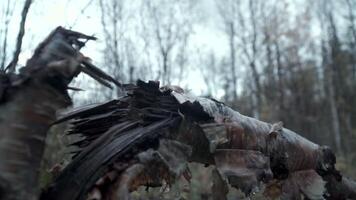 une cassé arbre dans le forêt. agrafe. là est une sombre gros déchue arbre dans le nuageux forêt. video