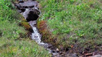 flod nyckel. klämma. en ström av vatten i de skog med grön gräs . video