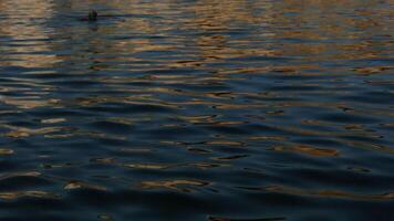 Beautiful iridescent water. Creative. the small waves of the sea oscillate with the buoy that they move. video