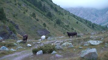 a montanha alcance do a central Cáucaso. a Altíssima ponto do a matriz .grampo. fotos em a montanha, com animais vacas, cabras, pedras e rico natureza video