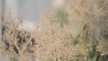 proche en haut de sec herbe en dessous de le brillant chaud Soleil. action. Naturel Contexte avec le champ et une Prairie avec flétri herbe. video