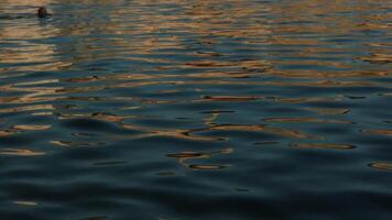 Beautiful iridescent water. Creative. the small waves of the sea oscillate with the buoy that they move. video