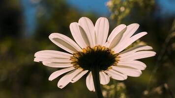 brillant blanc camomille. créatif.a pur Jeune camomille sur lequel le Soleil brille très bien derrière lequel le vent coups le herbe. video