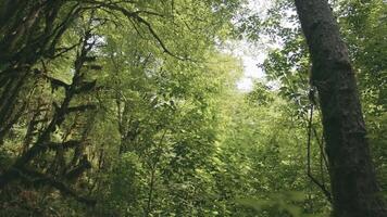 tropisk grön skog. kreativ. stor grön lugna träd i en sommar skog. video
