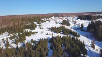 Photo from the drone. Winter morning. Clip. Winter forest with lots of green fir trees , blue sky, snow . video