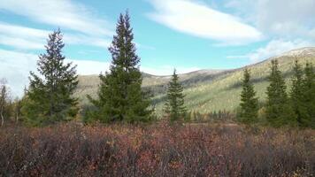 A beautiful field. Clip. A field with dried grass with large Christmas trees on the background of green mountains and a cloudless blue sky . video