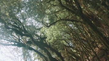 strano verde alberi. creativo. verde torsione tropicale alberi con rami attaccare su nel il foresta. video