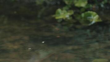 le rivière. créatif. le rivière est proche autour lequel insectes sont encerclant et vous pouvez voir le bas de le rivière de petit des pierres. video