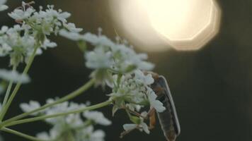 un' fiore nel macro fotografia. creativo. insetti con grande baffi sedersi su un' piccolo bianca fiore video