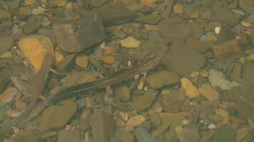 The river in which the lizard sits. Creative. A large lizard living at the bottom of fresh water stands on rocks . video