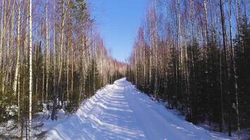 Winter landscape from the height of the throne . Clip. Tall birches and small green Christmas trees on the background of a white road that stand in a row next to each other against the background of a video