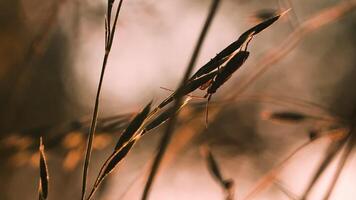 un' scarafaggio con un' grande baffi . creativo. macro fotografia. avvicinamento di un' scarafaggio quello passeggiate su un' magro gambo di erba. video