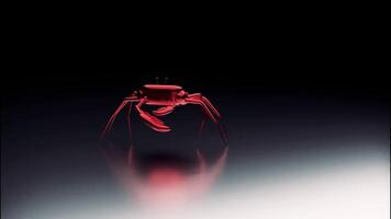 abstrakt rot Krabbe ziehen um isoliert auf ein schwarz Hintergrund unter das Laterne Licht. Design. animiert klein süß Krabbe, Modell- von Krebstiere Tier. video