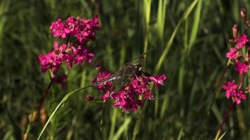 A large dragonfly. Creative. Small bright flowers with a dragonfly sitting on them and a large green long grass behind. video