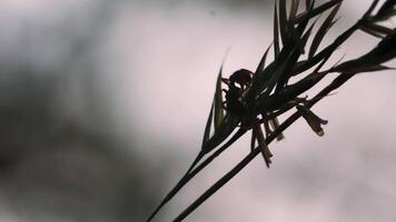 ein Ameise im Makro Fotografie. kreativ. ein Ameise Das kriecht durch das Strom mögen ein Nadel im das Gras mögen ein Matze . video