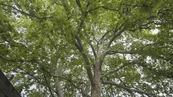 Walking under the summer tree. Action. Bottom view of the tree trunk and big branches with lush green leaves on cloudy sky background. video