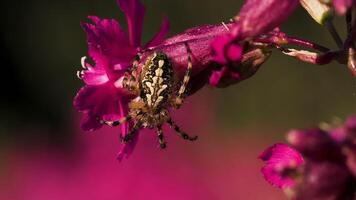 A large spider that sits sits with its back with a beautiful pattern. Creative. A big beautiful spider on a small pink flower bud video