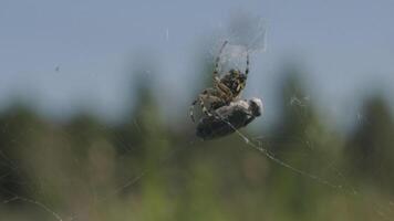 A spider that weaves a spider's web. Creative. A big dark spider, made a thin big cobweb and sits in it video
