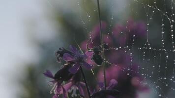 un pequeño araña. creativo. un pequeño araña ese es enredado en sus araña web y tiene hermosa púrpura flores en el atrás. video