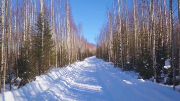 vinter- landskap. klämma. en vit snöig väg med elegant grön gran träd och björkar med blå himmel . skog. video