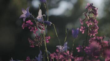 lila Blumen im Makro Fotografie. Clip. lila klein Blumen mit dünn Blütenblätter und Bäume hinter. video