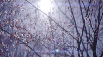 albero con raro le foglie su sfondo di luminosa sole. azione. luminosa bianca sole lampeggia dietro a spoglio rami di albero. bellissimo rami di albero con scarso le foglie siamo coperto di sole nel autunno video