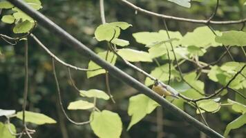 un' ramo con verde le foglie. creativo. un' magro ramo con le foglie e un' piccolo uccello su esso. video