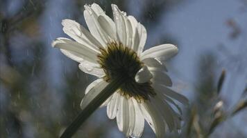 Chamomile in the rain . Creative.View from the bottom. A chamomile on which drops of water are dripping and the wind is scattering the branches from behind video