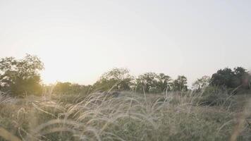 mooi zonsondergang bovenstaand de zomer weide met gouden oren. actie. groen veld- met groeit gras en bomen. video