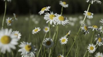 mooi madeliefjes in weide Aan Doorzichtig zonnig dag. creatief. detailopname van helder weide madeliefjes Aan achtergrond van zonnig dag. nostalgisch kleuren met weide madeliefjes video