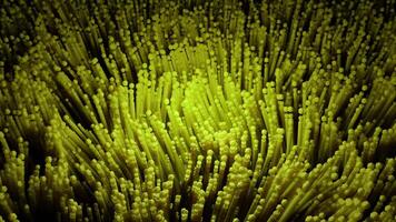 Colored algae moving in waves. Design. Beautiful 3d algae moving on black background. 3d colored lines move in waves like under water video