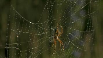 detailopname van spin Aan web met dauw. creatief. mooi wild spin Aan web na regen. macrokosmos van zomer weide video