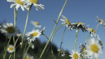 daisy i makro fotografi.kreativ. små blommor med vit kronblad växande på en grön bakgrund och en blå himmel video