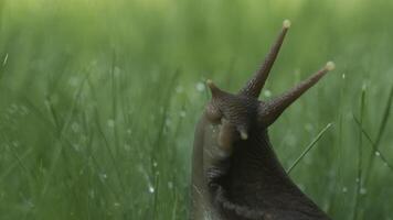 Big cochlea. Creative. An insect sitting and trying to move around in the grass with a big mouth. video