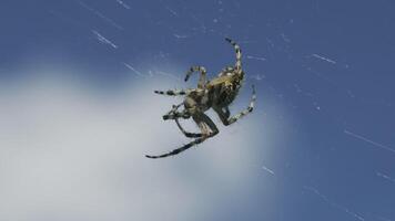 Nahansicht von groß Spinne auf Netz auf Hintergrund von Himmel. kreativ. wild Wiese Spinne mit Netz auf Blau Himmel Hintergrund. schön Wiese Spinne auf Netz im sonnig Tag. Makrokosmos im Sommer- Wiese video