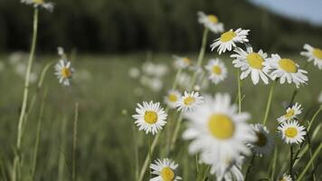 daisy i makro fotografi.kreativ. små blommor med vit kronblad växande på en grön bakgrund och en blå himmel video