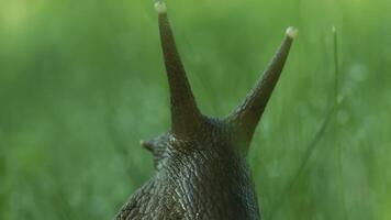 Close-up of grape snail in grass. Creative. Large snail in grass with dew after rain. Beautiful grape snail in green grass. Macrocosm in summer meadow video