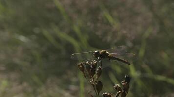 magnifique libellule séance sur le Haut de une mort branche avec doux bokeh Contexte. créatif. un insecte dans le été champ, proche en haut. video