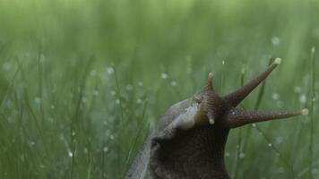 Macro view of a wet snail crawling among grass with drops of rain. Creative. Morning dew on stems and leaves of wild meadow fresh green grass, a snail in wild nature. video