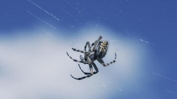 Tarantula in micro-photography.Creative. A spider with a beautiful pattern on its back weighs on a web against a blue sky background. video