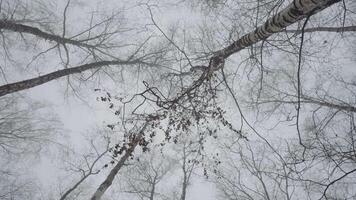 bodem visie van kaal boom kronen Aan de achtergrond van grijs herfst bewolkt lucht. actie. natuur, verkoudheid temperatuur, flora. video