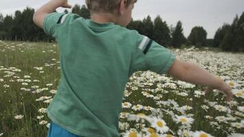 un' ragazzo in esecuzione in giro il campo e raccolta margherite. creativo. il bambino corre e gioisce nel il campo con un' lotto di fiori. video