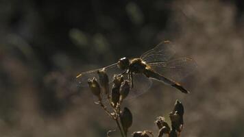 un pequeño libélula. creativo. un insecto con transparente alas se sienta en el césped .el ventaja de oscuro gris sombras. video