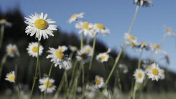 fechar acima do pequeno margaridas com branco pétalas e amarelo botões. criativo. floração arbusto do camomilas dentro a campo em uma ensolarado verão dia. video